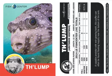 Cards-side-by-side_0000_thlum_900.png