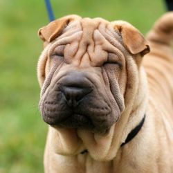 Shar Pei.jpg