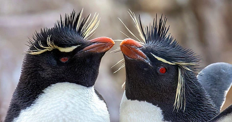 southernrockhopper.jpg