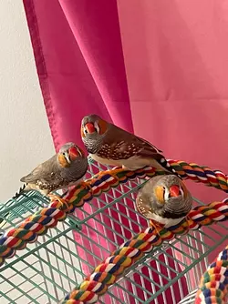 my-current-situation-3-zebra-finches-1-plucker-1-chaser-v0-n9apjk3lsmgc1.webp