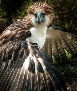 philippineeagle.jpg