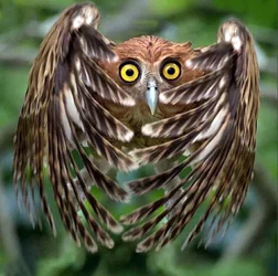 philippineeagle1.jpg