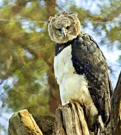 harpyeagle.jpg