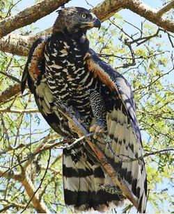 crownedeagle1.jpg