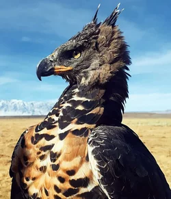 crownedeagle-001.jpg