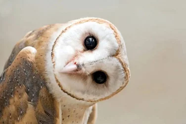 barnowl.jpg