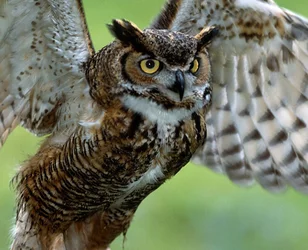 greathornedowl.jpg
