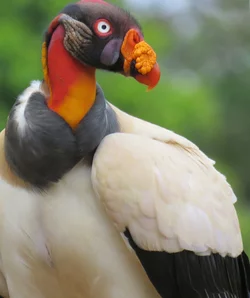kingvulture.jpg