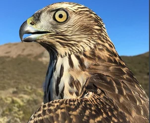 northerngoshawk.jpg