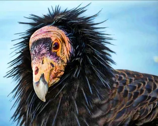 Californiacondor.jpg