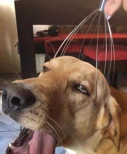 ahedoggo.jpg