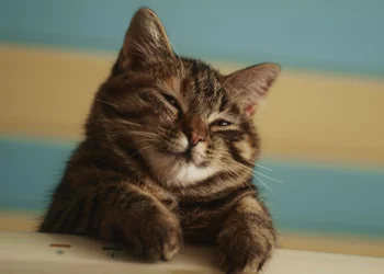 sleepy_kitty.jpg