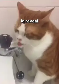 iq-reveal.webp