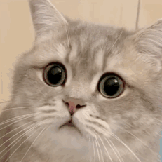 4.gif