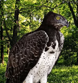 martialeagle.jpg