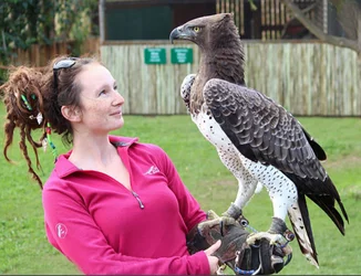 martialeagle1.jpg