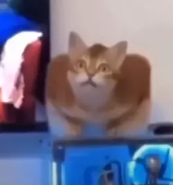 surpised.png