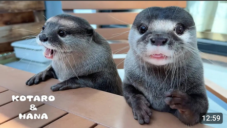 Smooth water cats.jpg