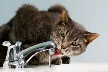 cat-drinking-water-from-tap.jpg