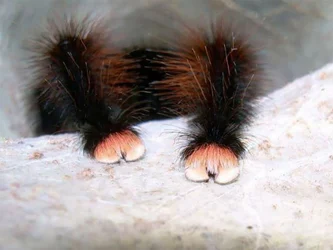TARANTULA PAWS.jpg