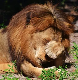 lion facepalm.jpg