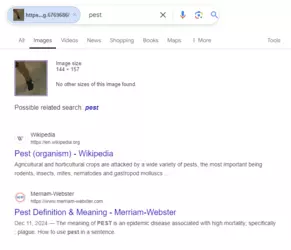 pest.PNG