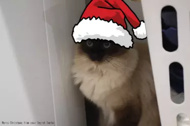 cat1edited.png