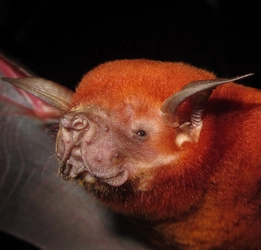 bulldog bat.jpg