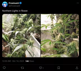 Screenshot 2024-12-21 at 03-34-29 Proxima64 on X Northern Lights in flower. https __t.co_JA7pl...png Screenshot 2024-12-21 at 03-34-29 Proxima64 on X Northern Lights in flower. https __t.co_JA7pl...png