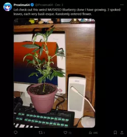 Screenshot 2024-12-21 at 03-25-41 Proxima64 (@Proxima64) _ X.png Screenshot 2024-12-21 at 03-25-41 Proxima64 (@Proxima64) _ X.png