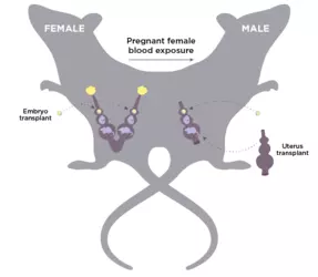 rat male pregnancy_illustration (1).png