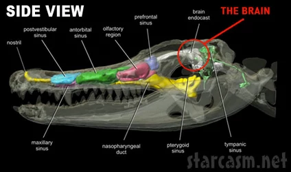 alligator_brain_side_490.jpg