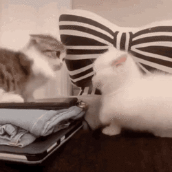 Kitten Fight.gif