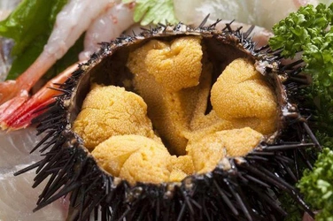 seaurchin2.jpg