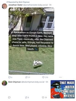 dog.jpg