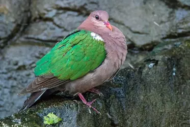 cairns-pidgeon-1-282407949671929.webp