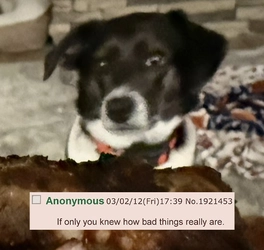 doggo.jpg