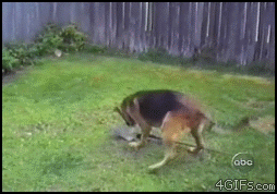 IMG_7852.gif