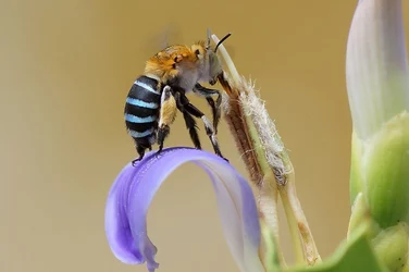 Amegilla_(Blue_banded_bee)_3.jpg