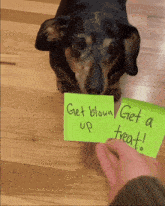 get-blown-up-dog.gif