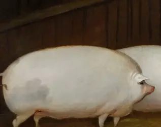 oatpig.webp
