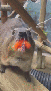 hyrax-tomato.gif