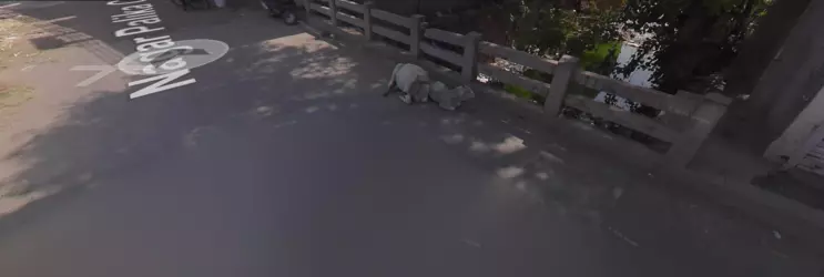 cows.png