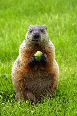 woodchuck-5487404.jpg