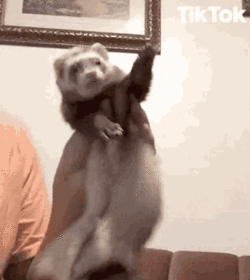 dance-happy-dance.gif