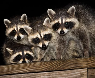 racoon-01.jpg