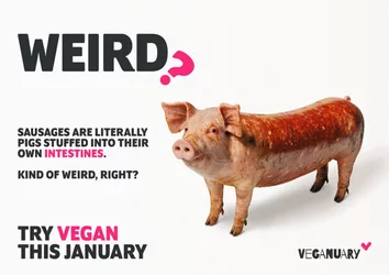 Weird-Master-Assets-Pig-short-800x566.jpg