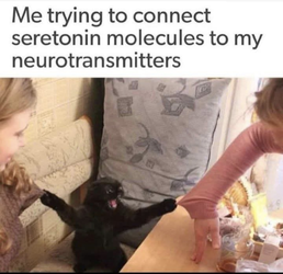 seretonin.jpg