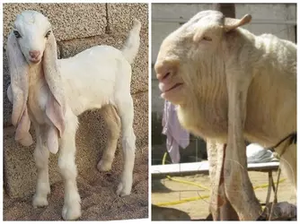 Damascus-Goat[1].jpg