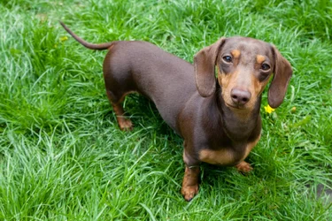 dachshund.jpg